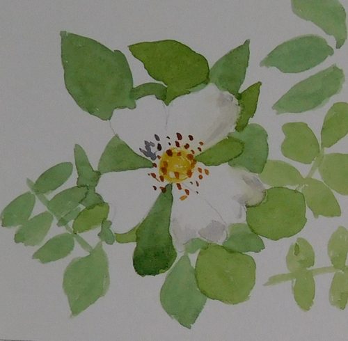 Christine C, Field Rose, watercolour greeting card.